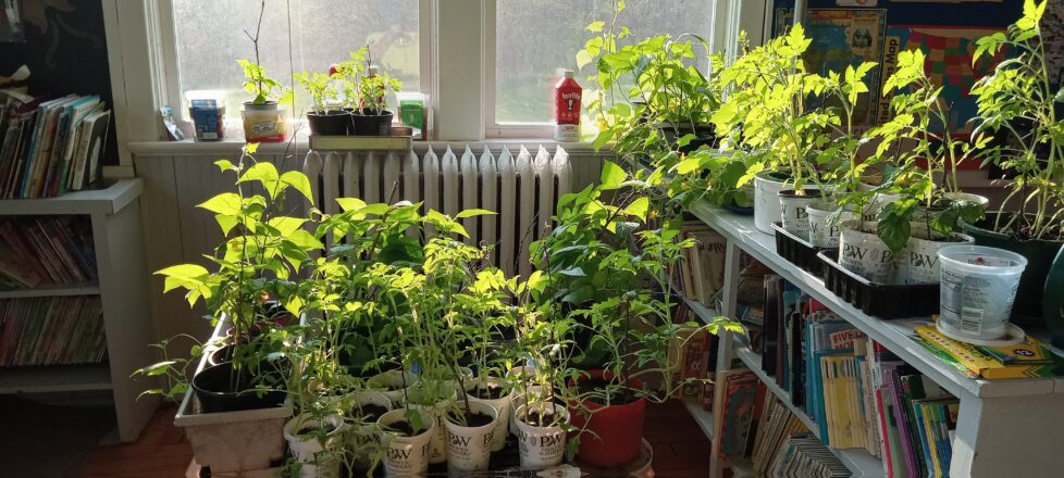 Vegetable plants that the kids grew from seeds sitting all around the classroom window to soak up the sun.